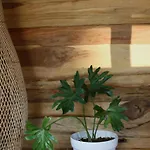 Roots Tree House