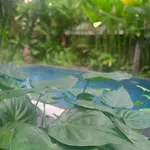 Tanah Semujan Ubud