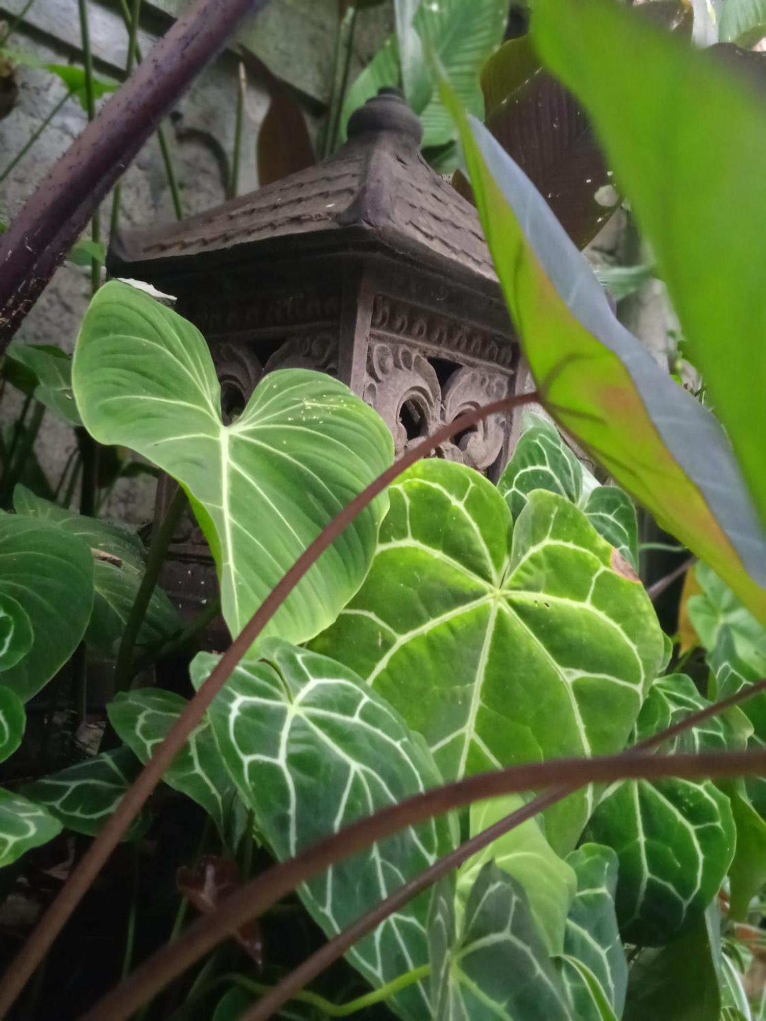 Guest house Tanah Semujan Ubud (Bali)