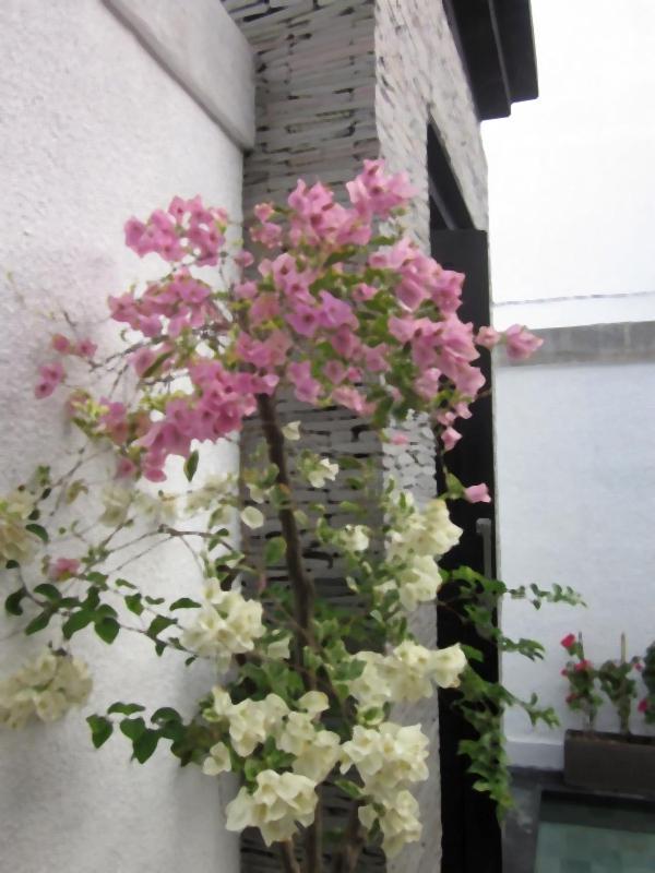Sky-villa 3- 8 Bedroom Brilliant Location Between To Shopping *