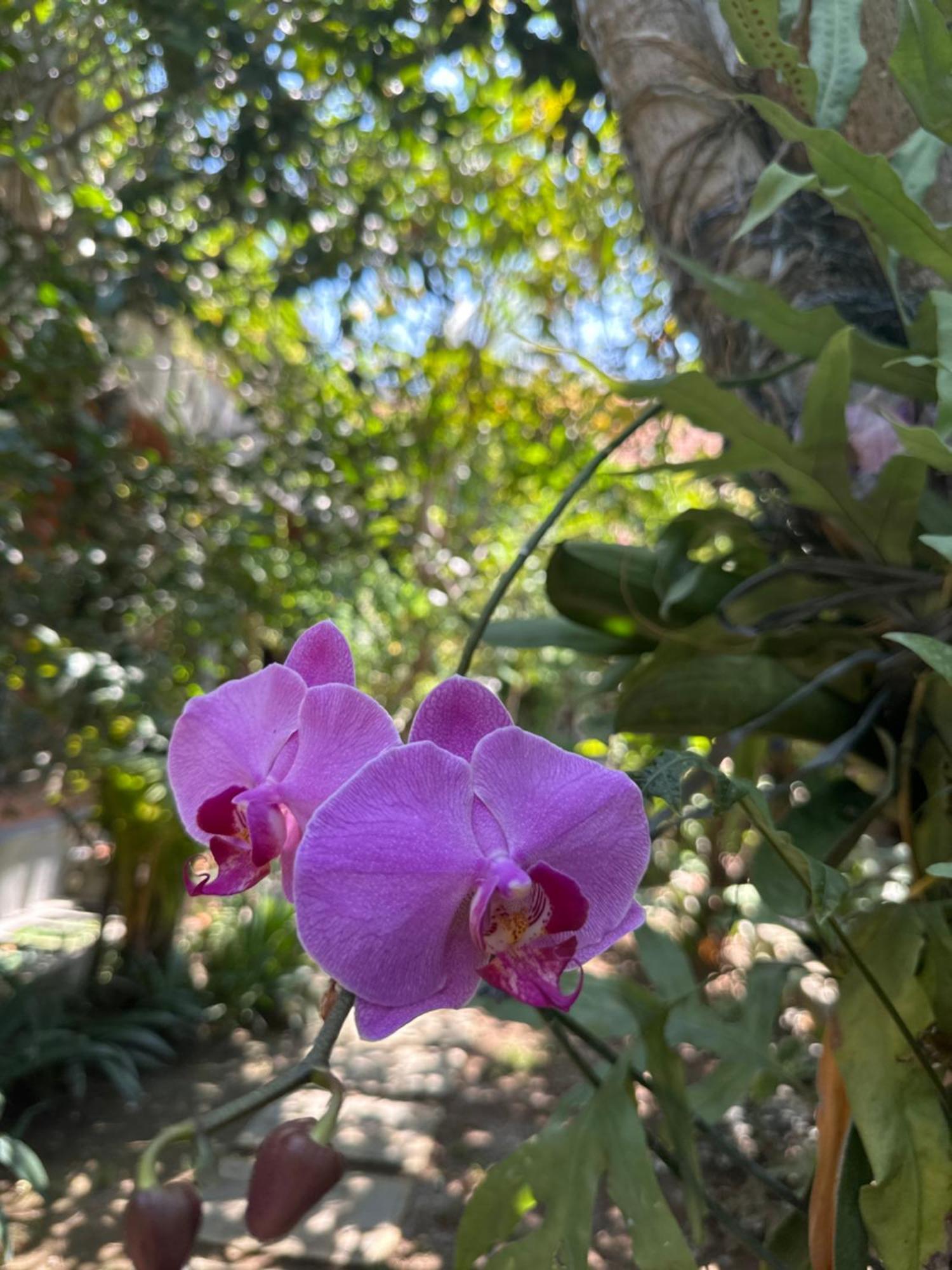 Diuma Yoga Meditation Retreat And Healing Center Wisma tamu 2*