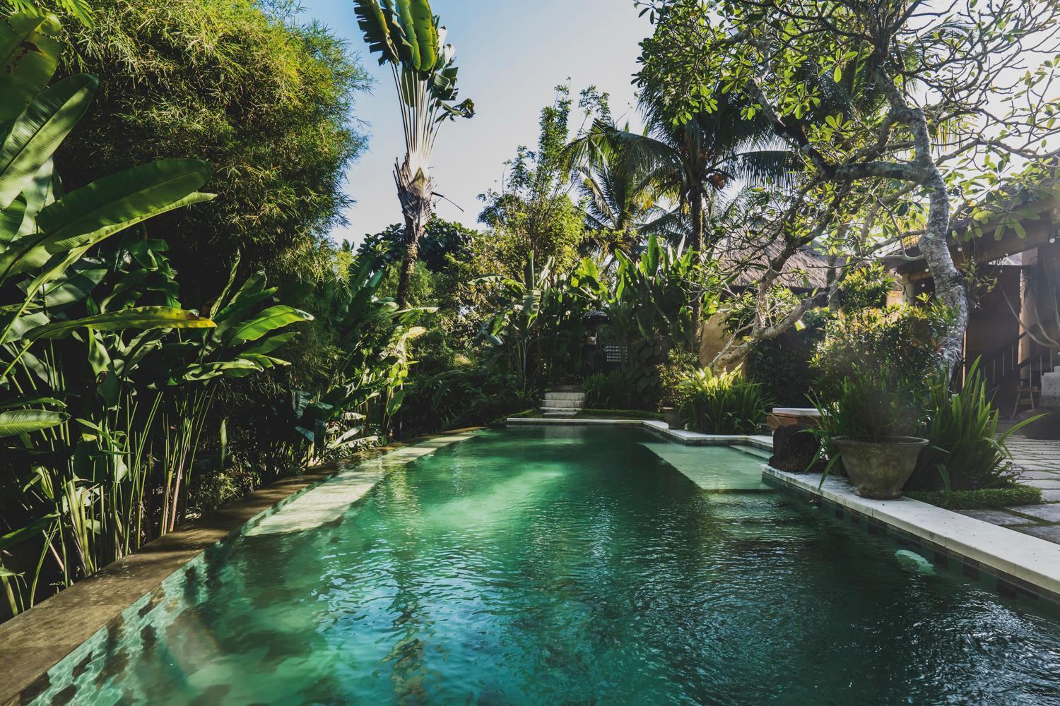 Luwak Ubud (Bali)