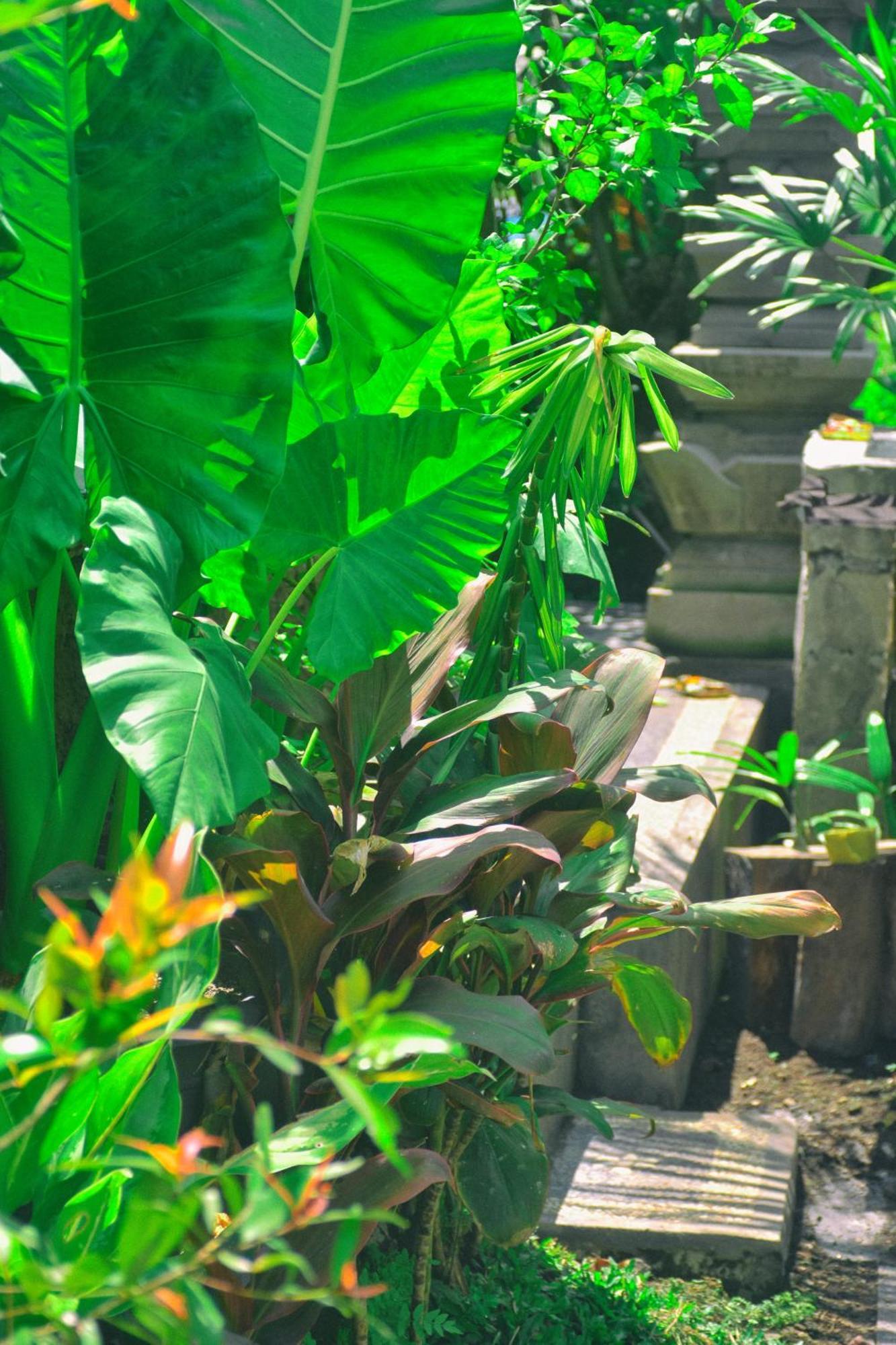 Ume Sita And Ubud (Bali)