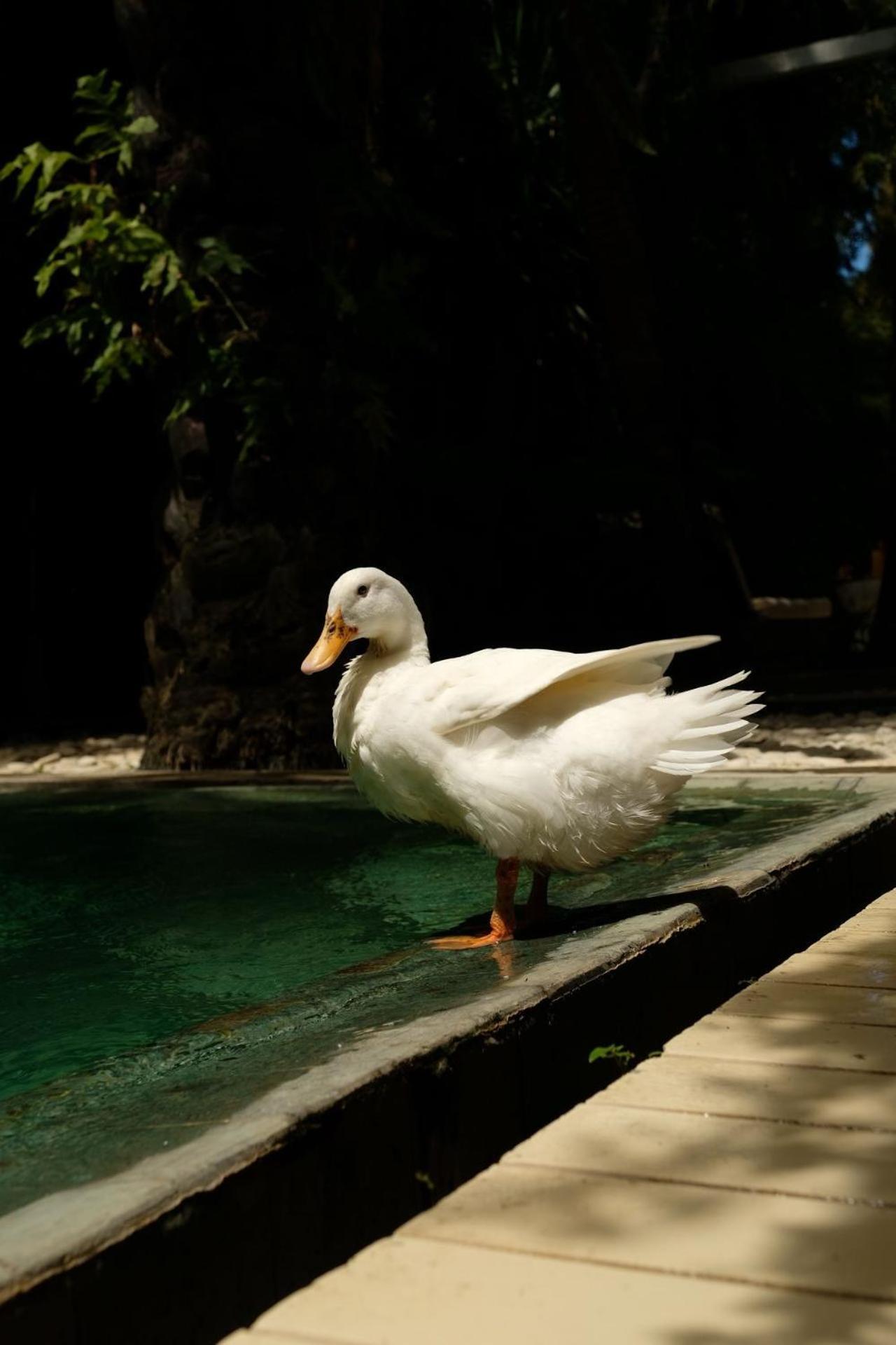 Hotel White Goose Boutique