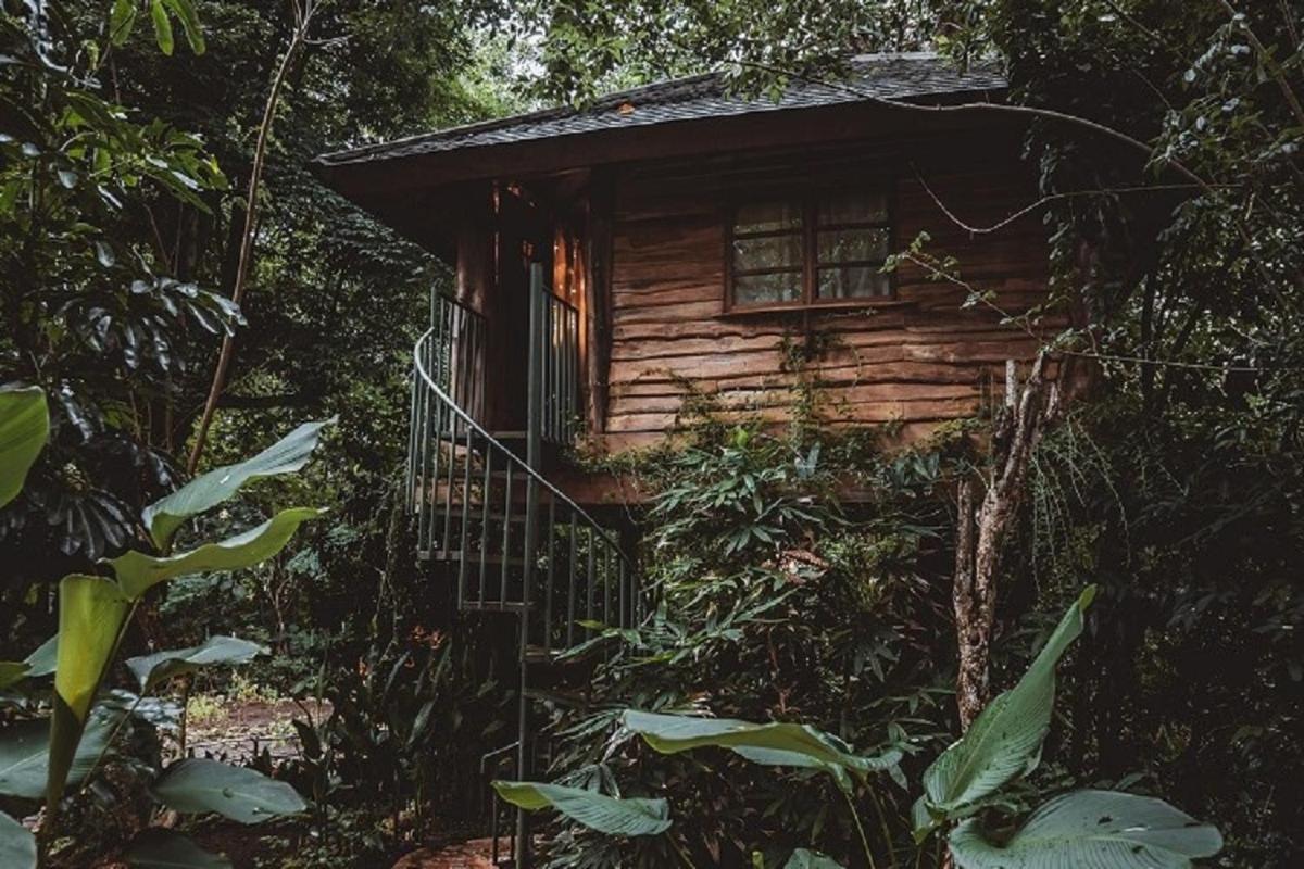 Roots Tree House Lodge