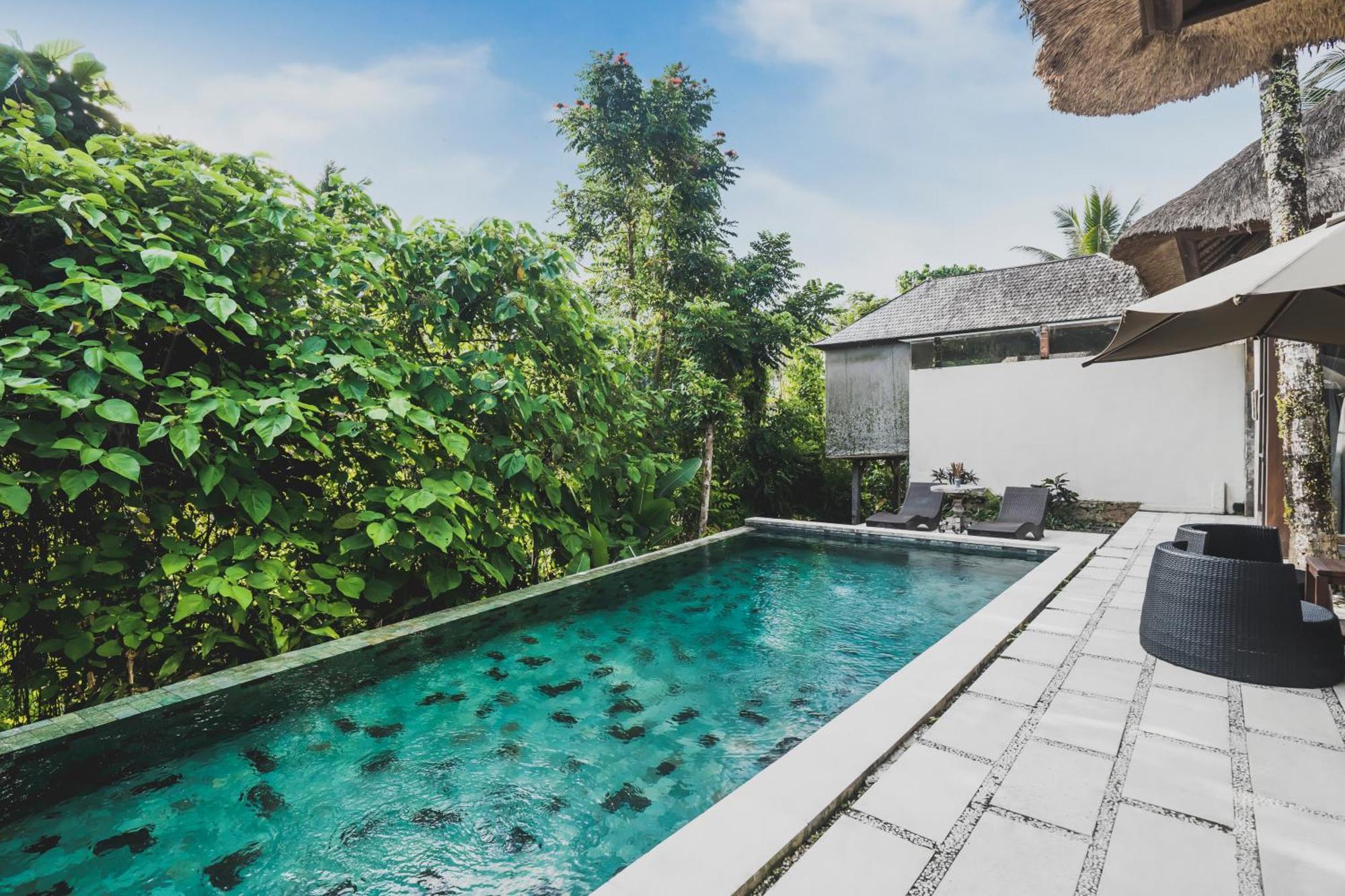 Luwak Ubud (Bali)