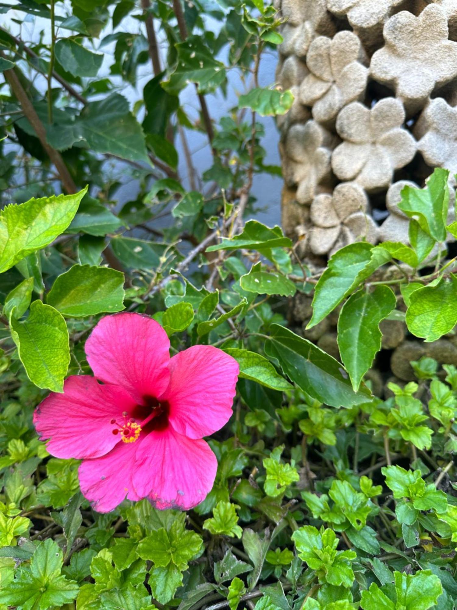 Radha Bali