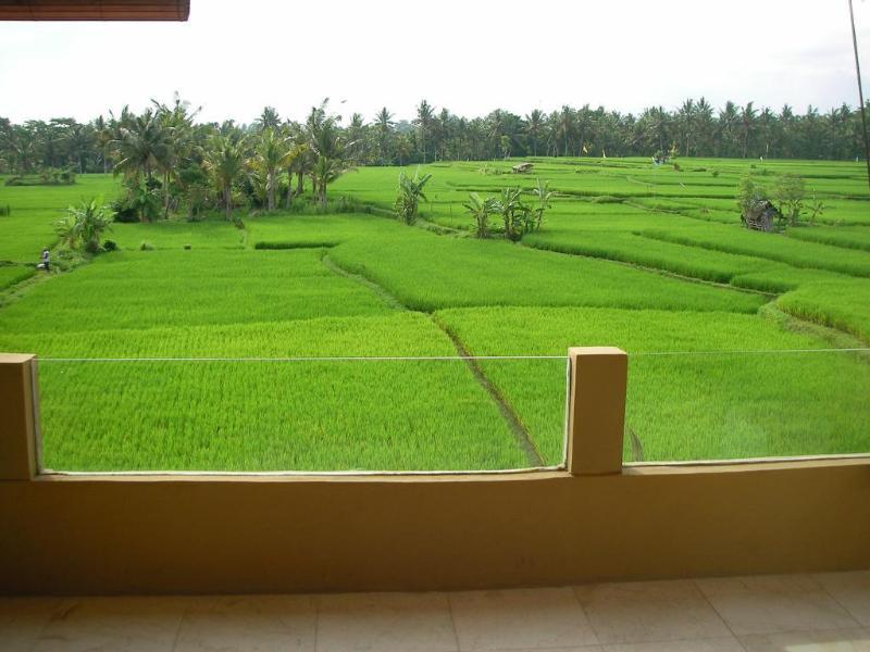 Field And Ubud (Bali)