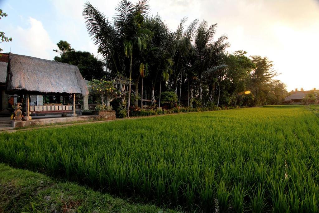 Arma Museum & 4* Ubud (Bali)
