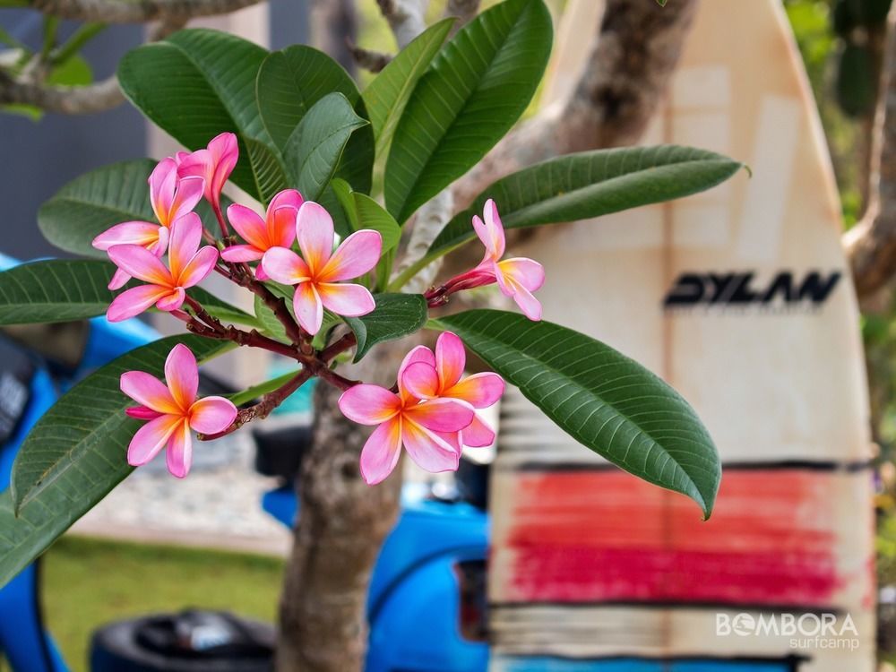 Bombora Surf Camp *