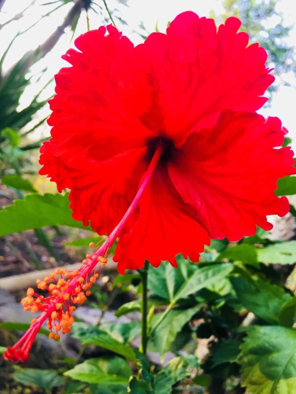 El Bali