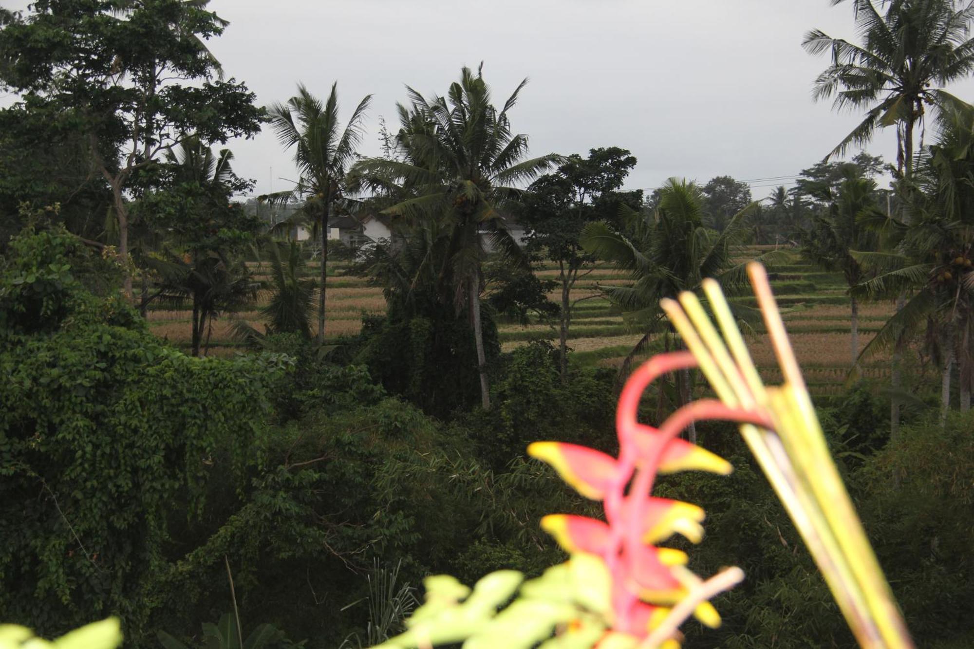 Ogek Guest house *