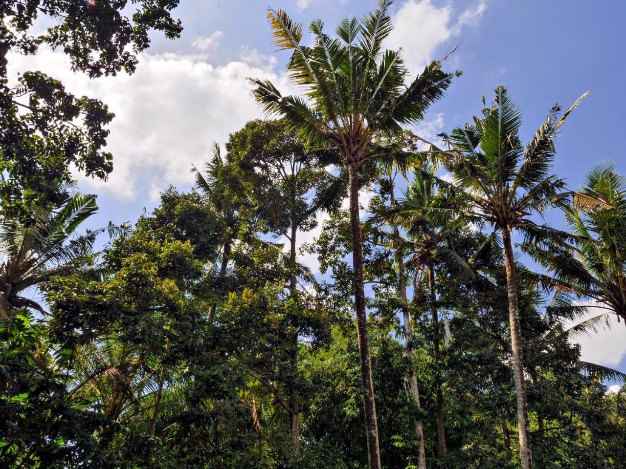 Gunung An Retreat 3* Ubud (Bali)