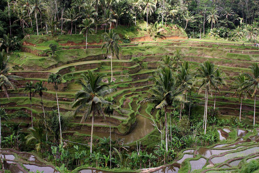 The Sungu & Resort Ubud (Bali)