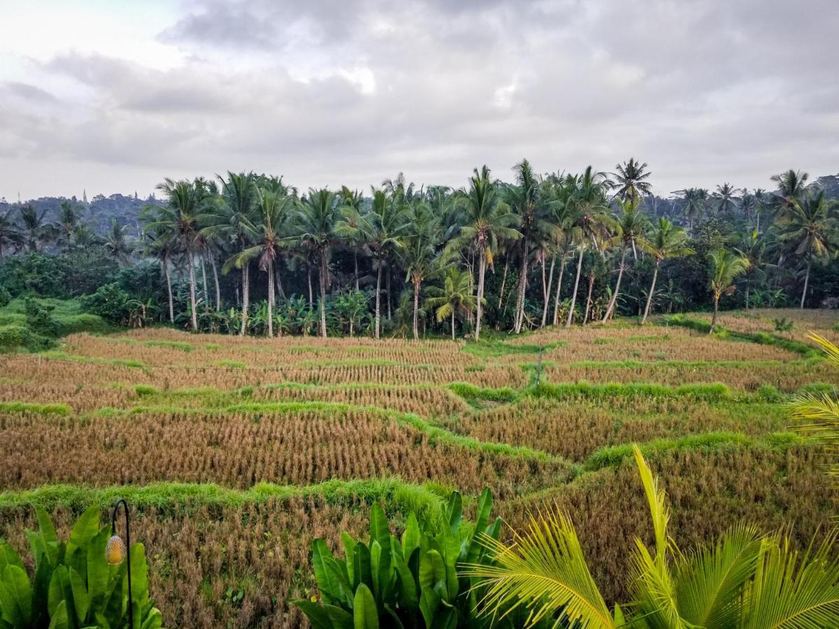 Mancur Guest house Ubud (Bali)