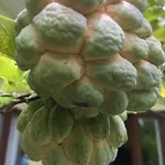 Kubu Green