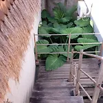 Tentacle Bali