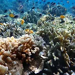 Menjangan View