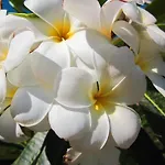 Frangipani Villas