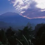 Alila Manggis