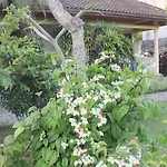 Taman Lily\'S Hotel
