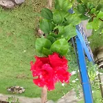 Lily Amed Beach Bungalows