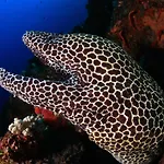 Benthos Bali Dive Resort