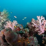 Bali Dive Resort Amed