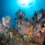 Bali Dive Resort Amed