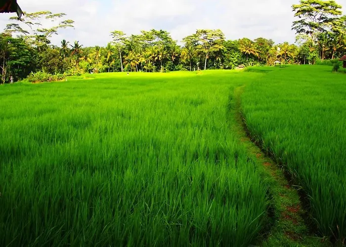 2 Bedroom Villa With Open View Of Rice Paddies & Sunset
