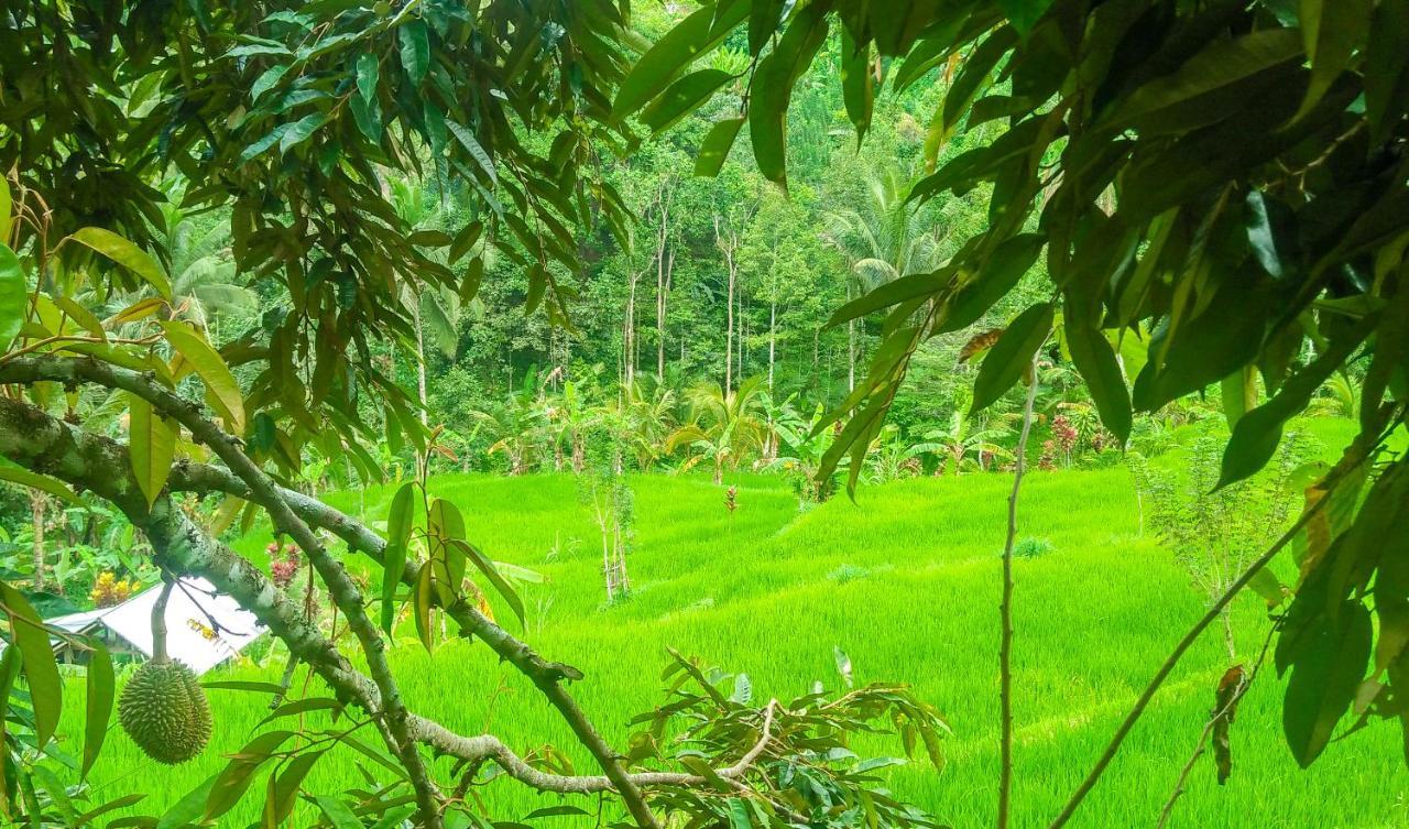 Buda's Lemukih Buleleng (Bali)
