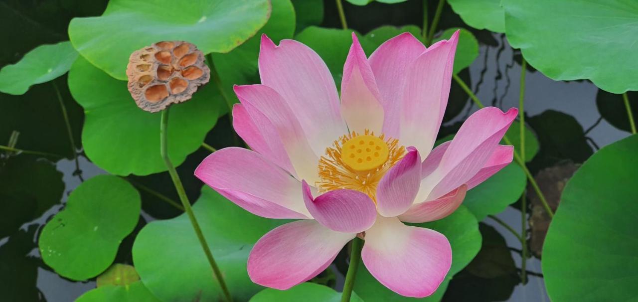 Lotus Candi Dasa (Bali)