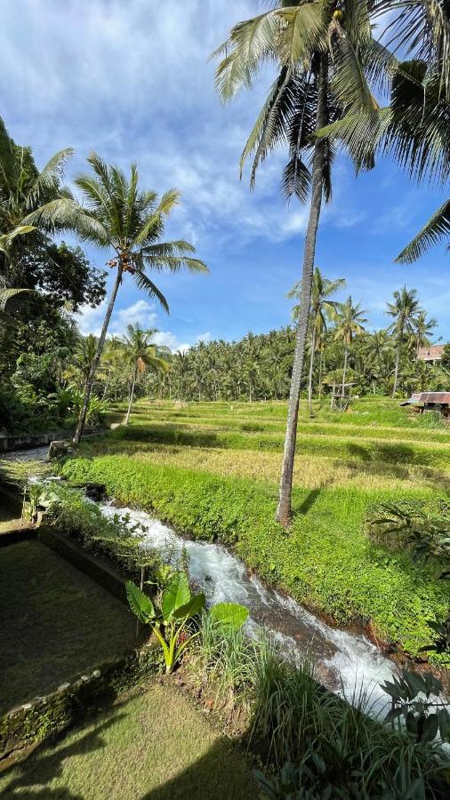 Damuh Pertivi, River And Rice Fields View