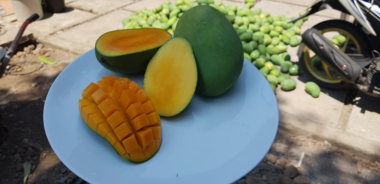 Mango Tree Wisma tamu Pemuteran (Bali)