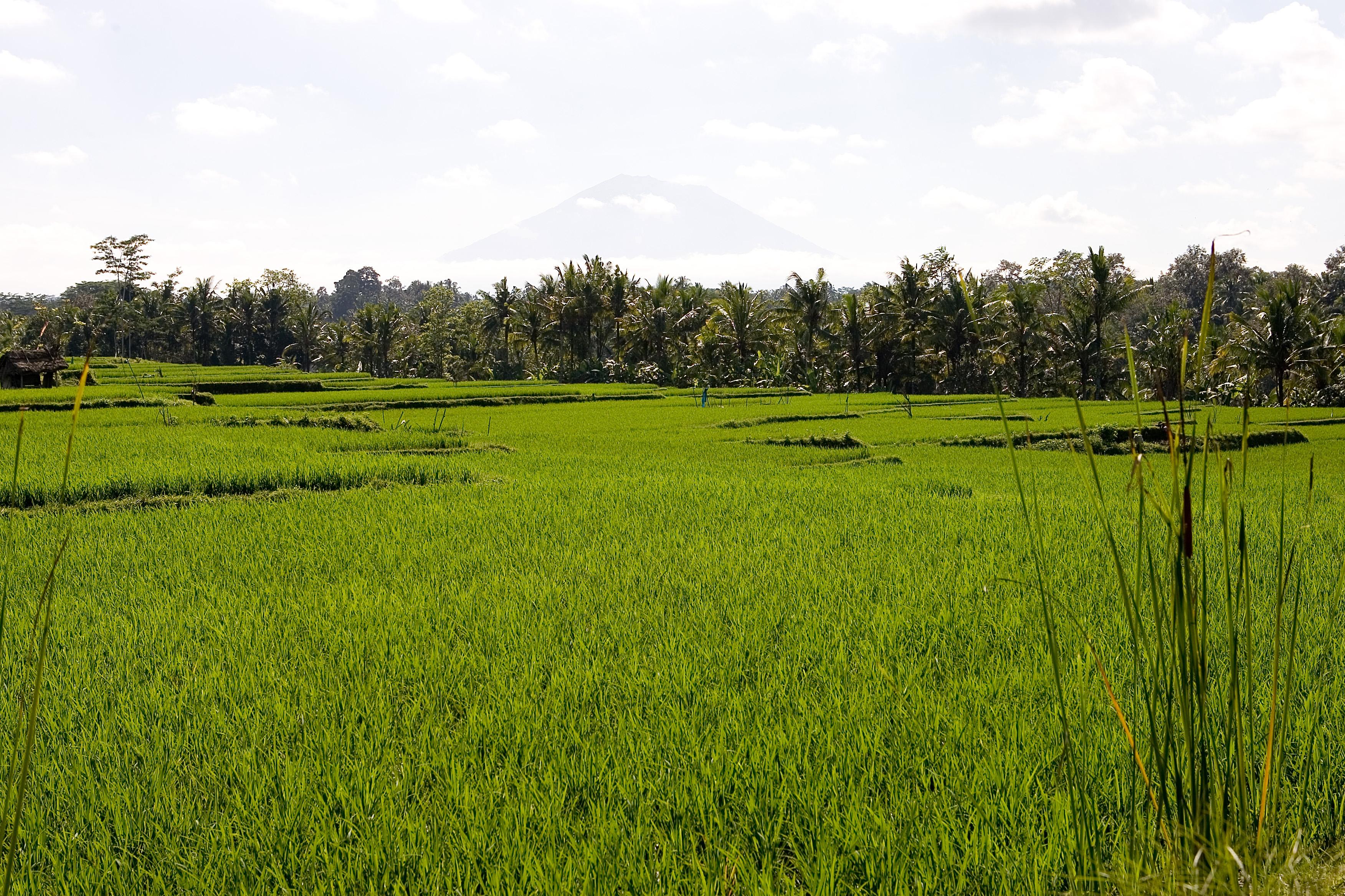 Viceroy Bali Resort 5*
