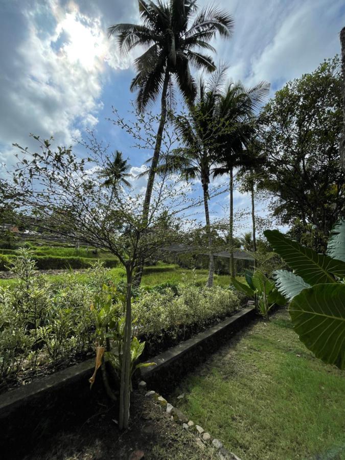 Damuh Pertivi, River And Rice Fields View Lovina (Bali)