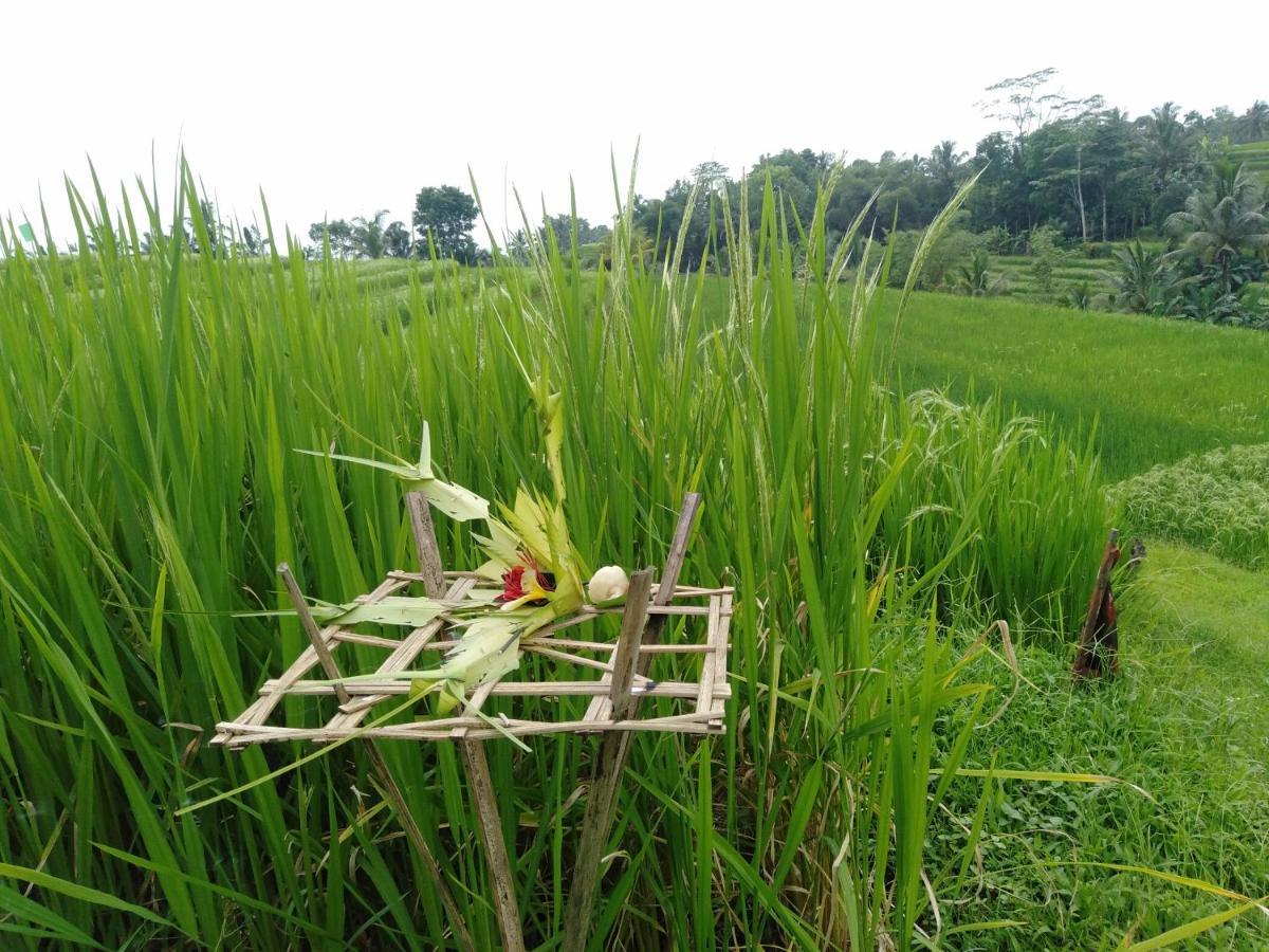 Homestay D'ume Bendoel *
