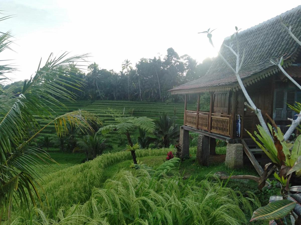 Homestay D'ume Bendoel *