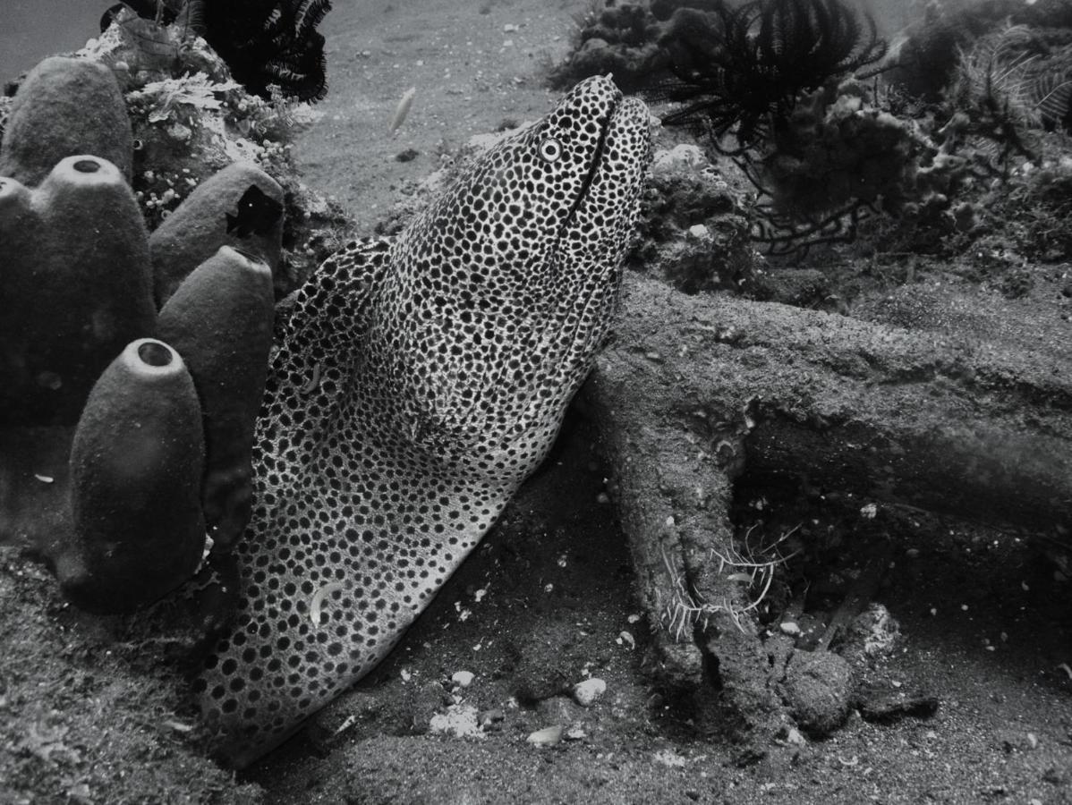 Puri Wirata Dive And