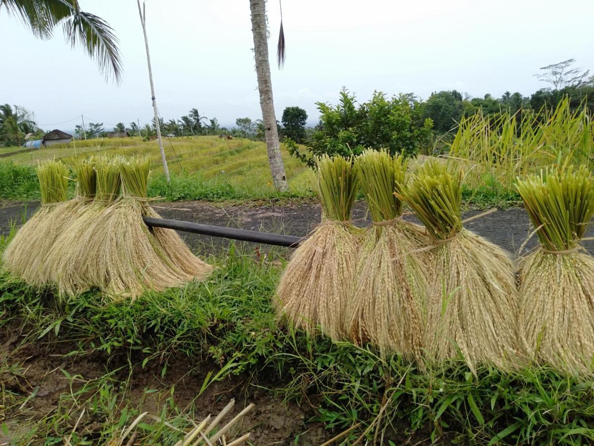 D'ume Bendoel Homestay Jatiluwih