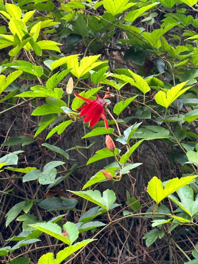 Orlowsky Discovery