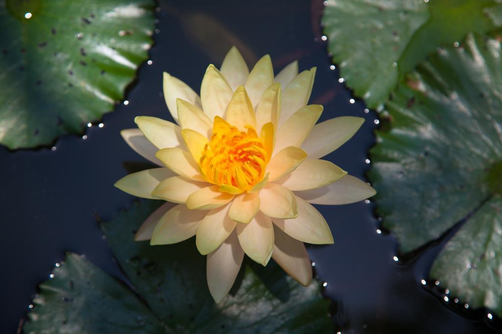 Zen Bali Seririt (Bali)