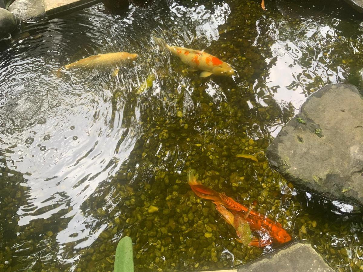 Koi