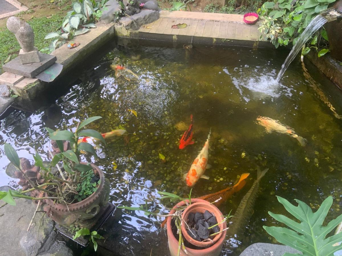 Koi *