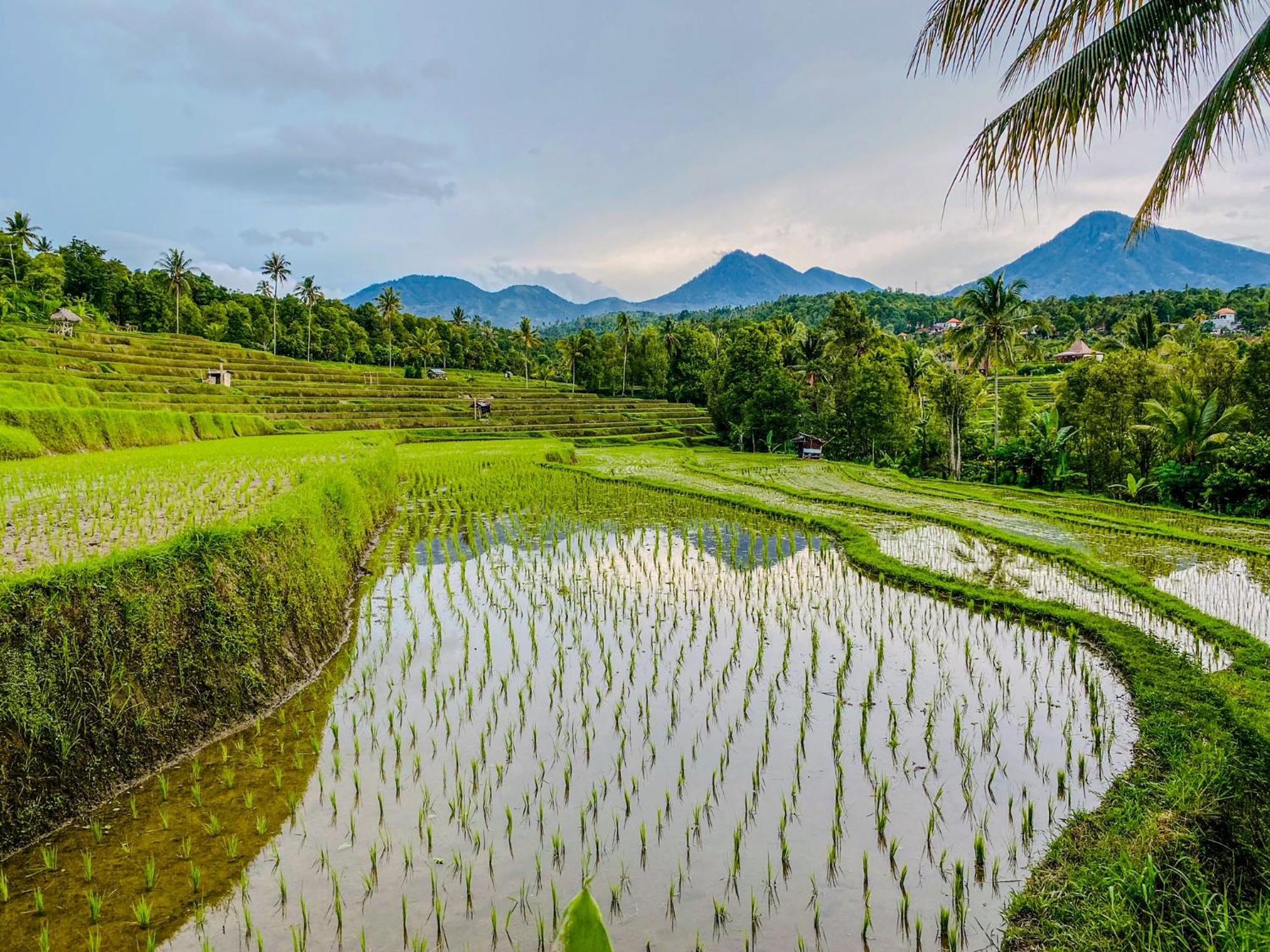 Atres * Munduk (Bali)