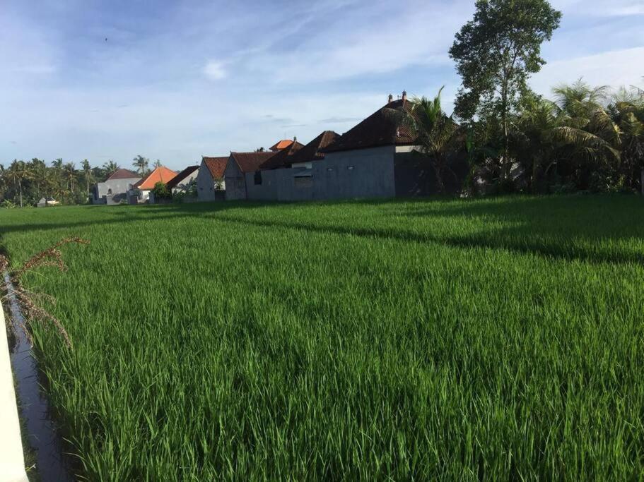 Wisma tamu The Backyard House *