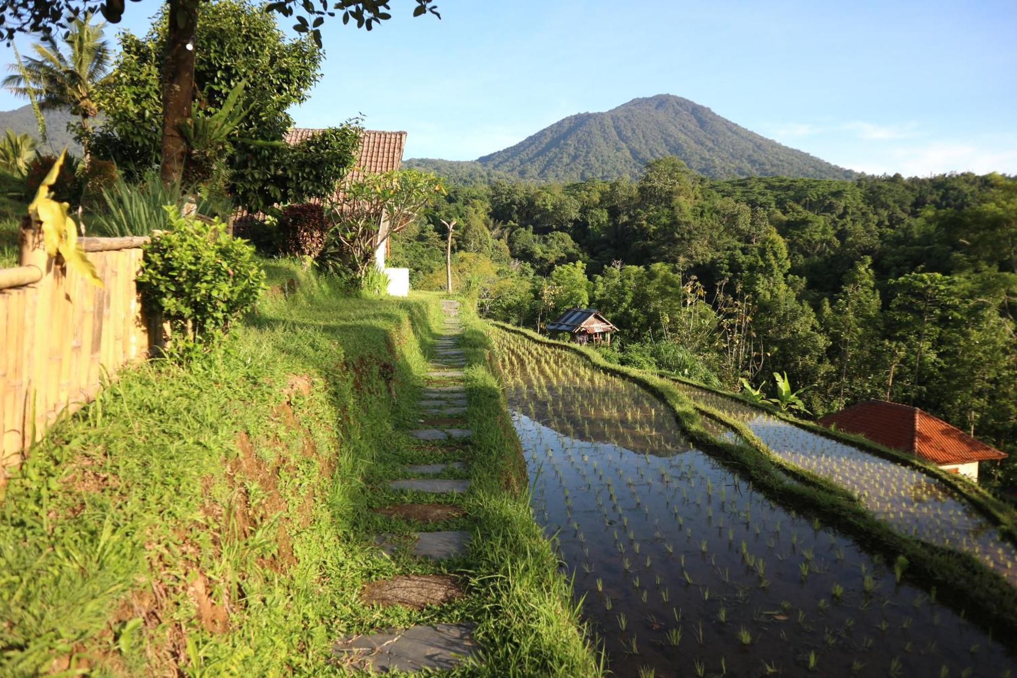 Padi Bali Jatiluwih