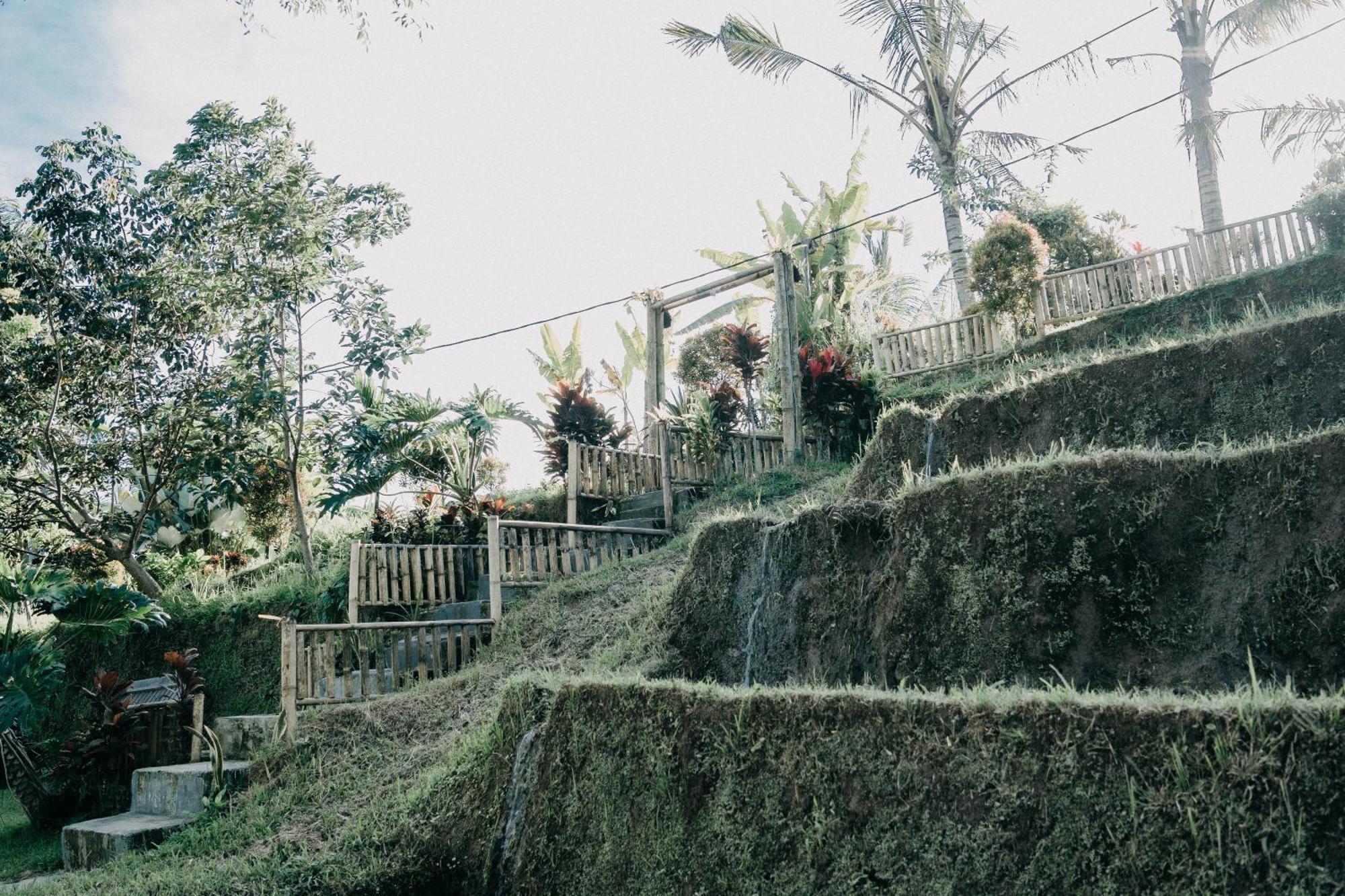 Padi Bali Jatiluwih Lodge