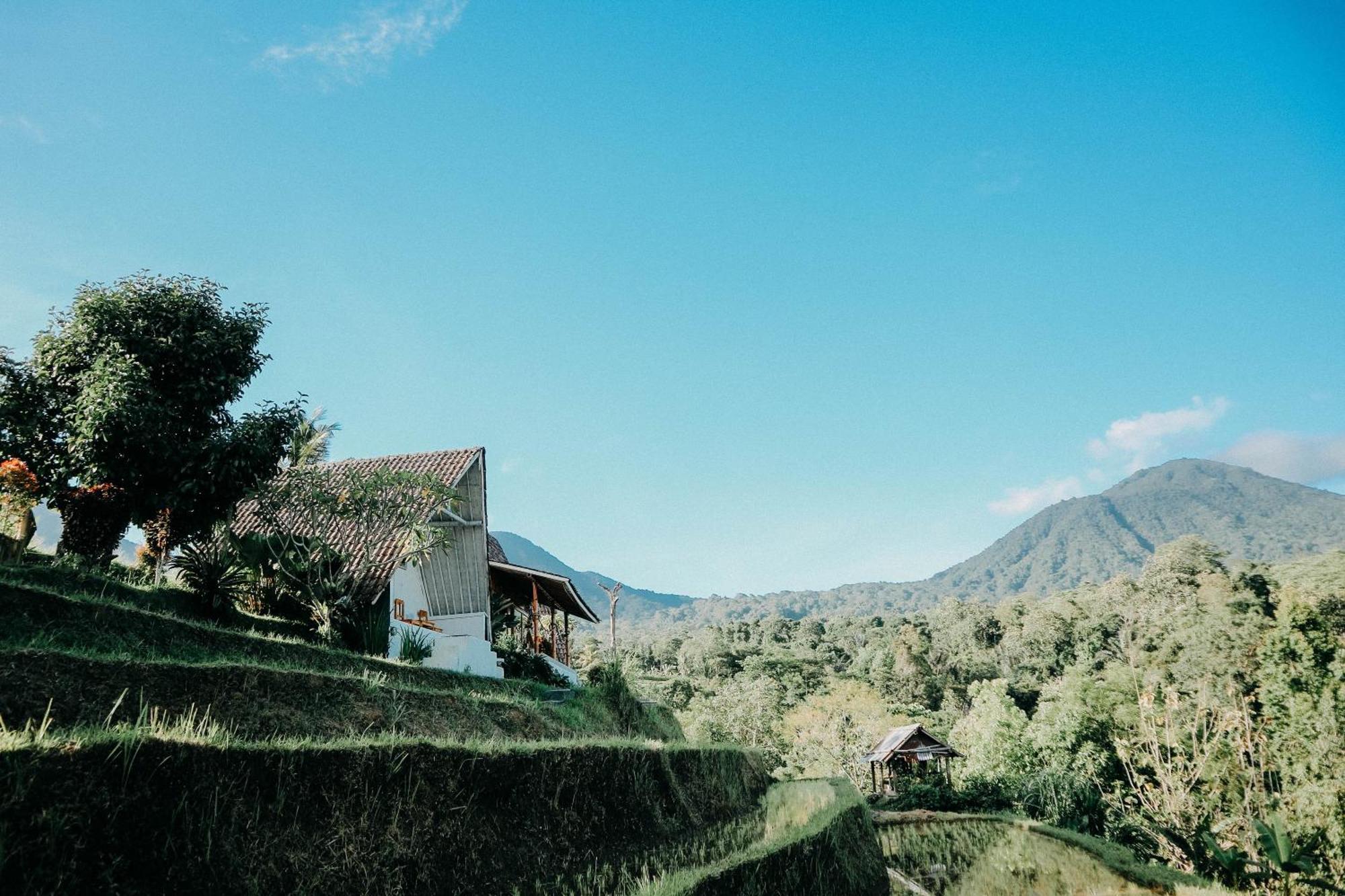 Padi Bali Jatiluwih Tabanan (Bali)