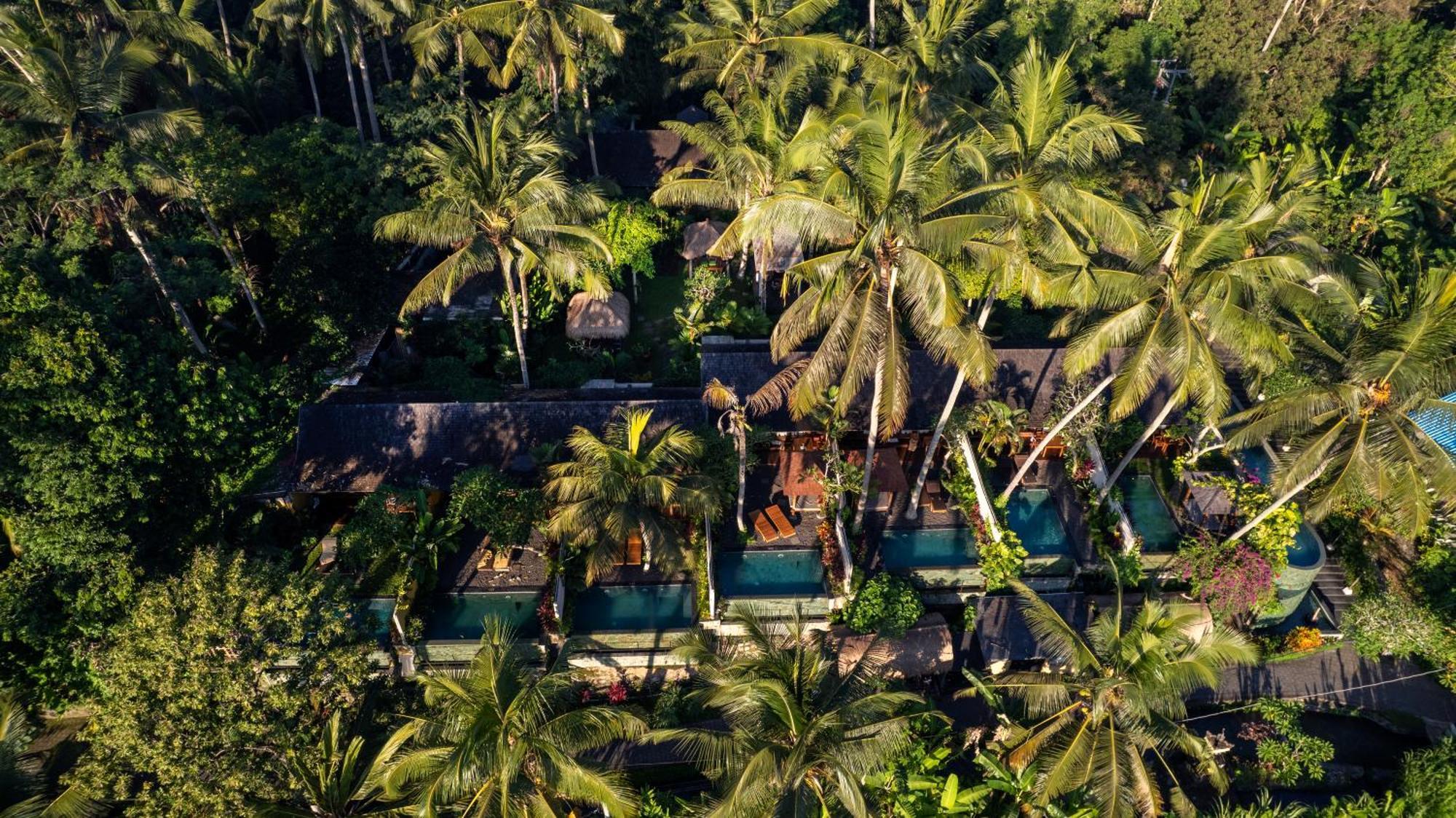 Padi * Ubud (Bali)
